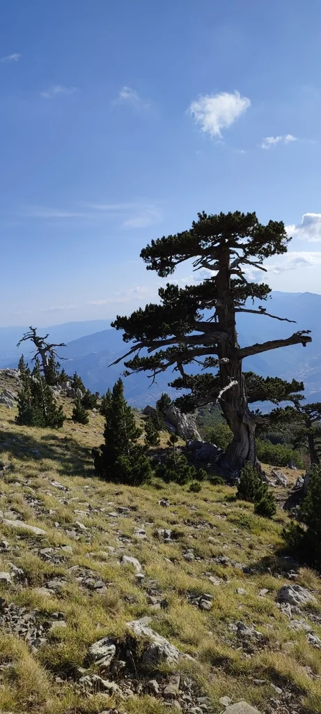 Pinus Heldreichii