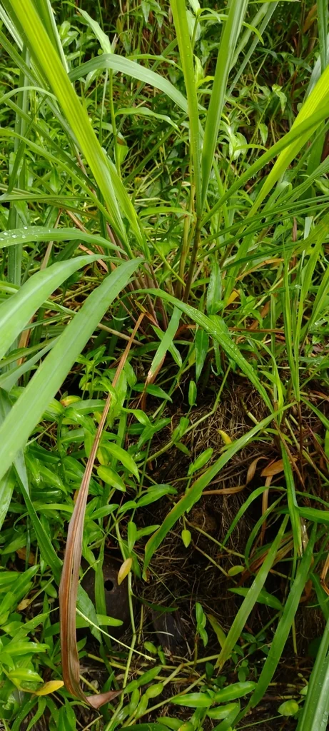Cymbopogon Citratus
