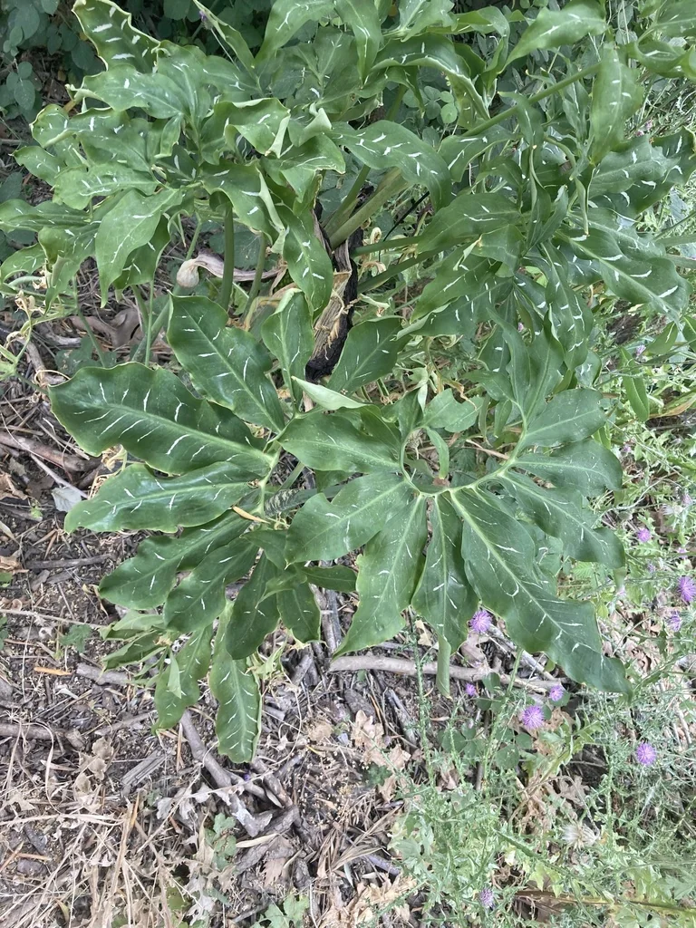 Dracunculus Vulgaris