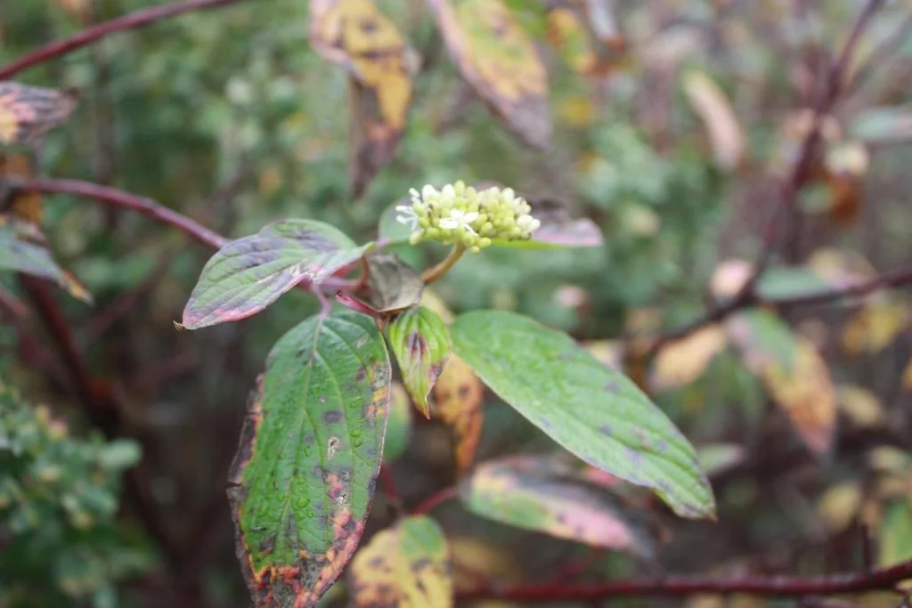 Cornus Sericea Ssp. Occidentalis