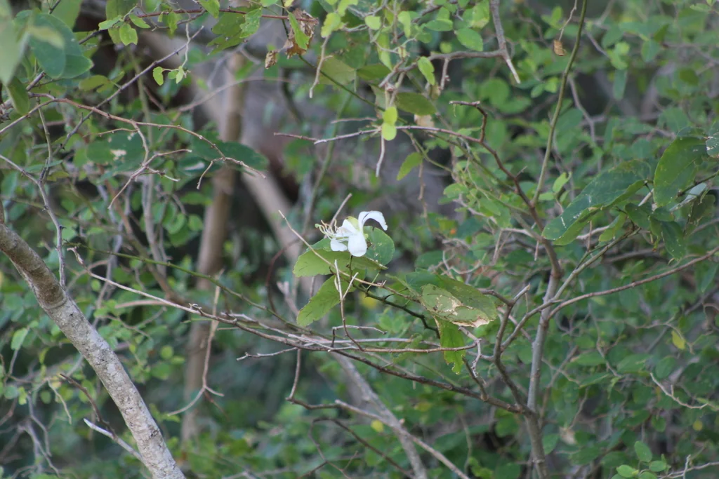 Bauhinia forficata