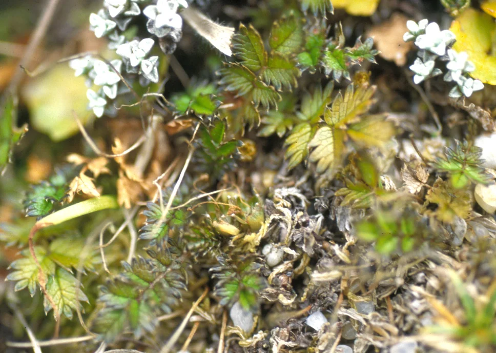 Acaena Microphylla