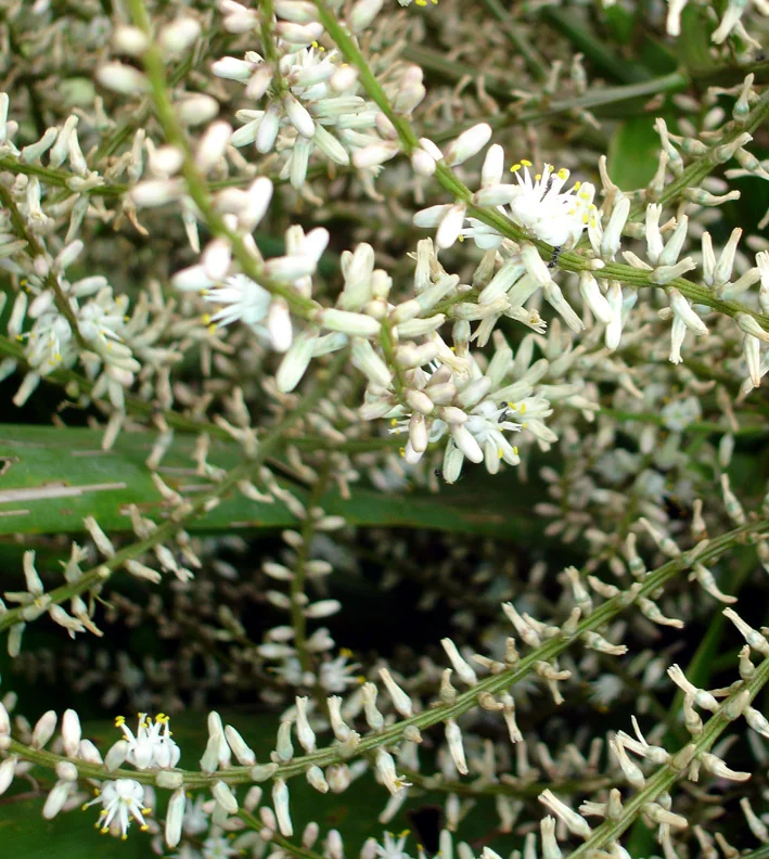 Cordyline Baueri