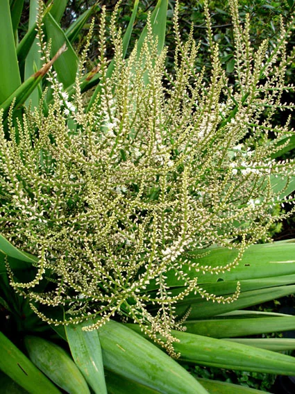 Cordyline Baueri