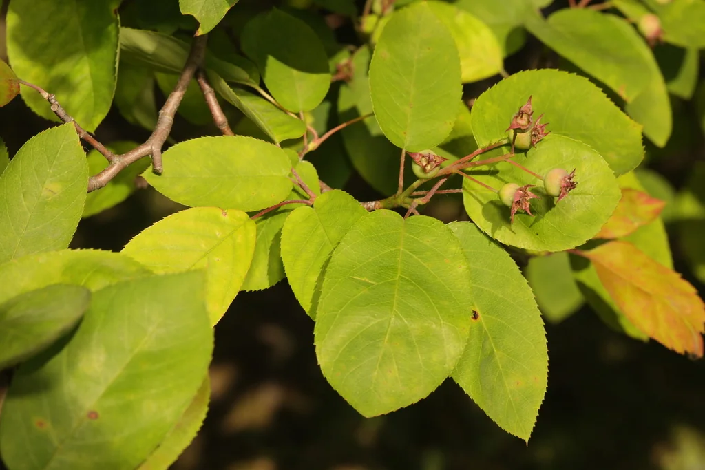 Amelanchier Lamarckii