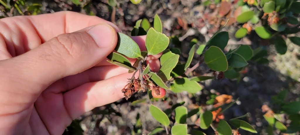 Arctostaphylos Rudis