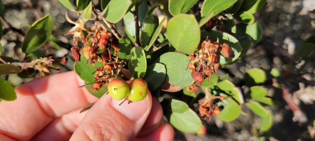 Arctostaphylos Rudis