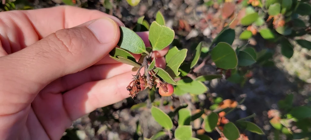 Arctostaphylos Rudis