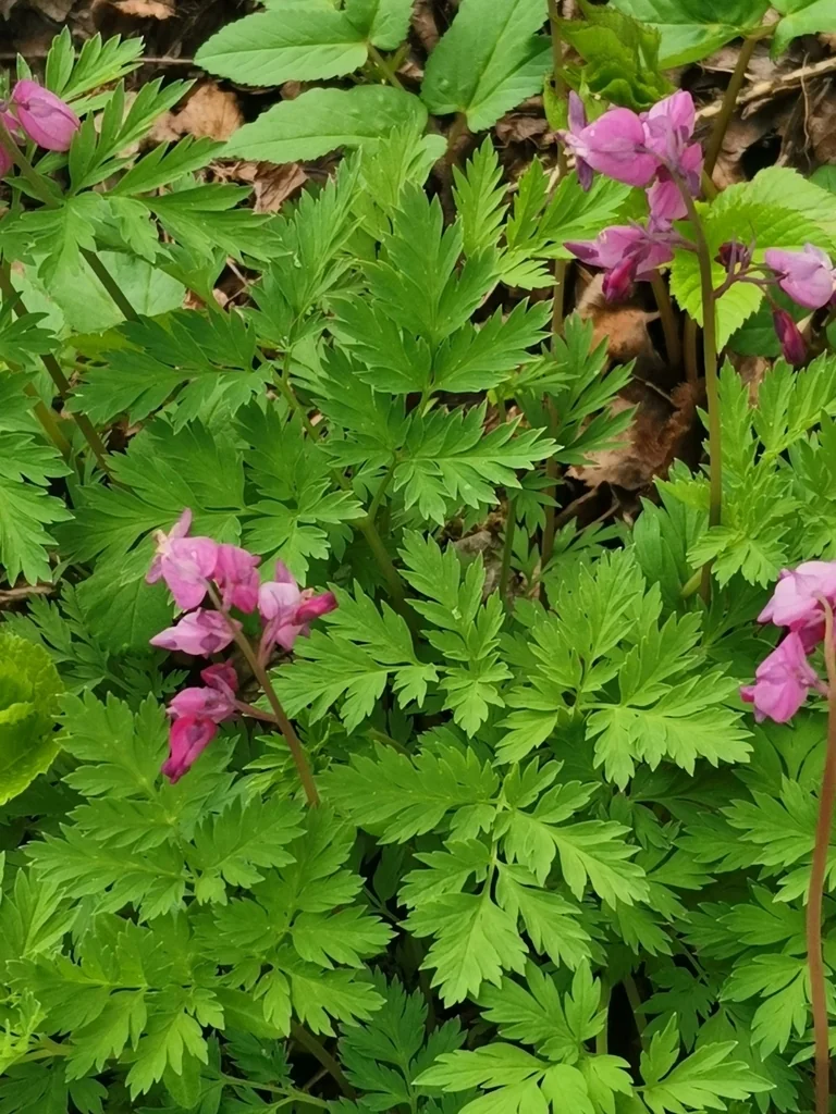 Dicentra Eximia