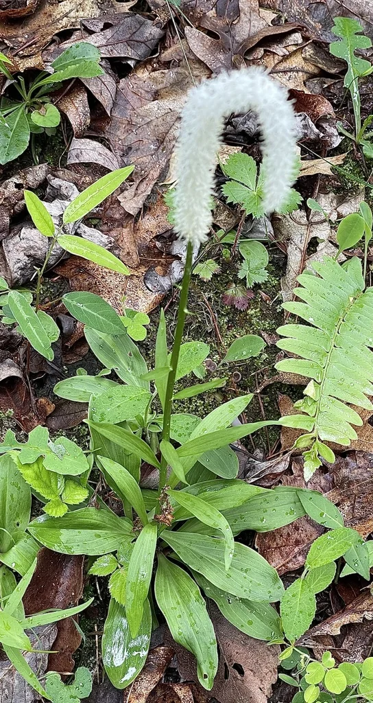 Chamaelirium Luteum