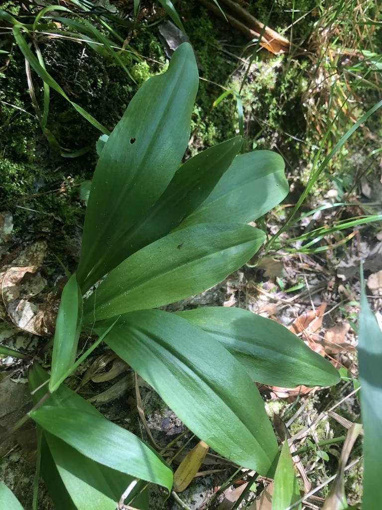 Chamaelirium Luteum