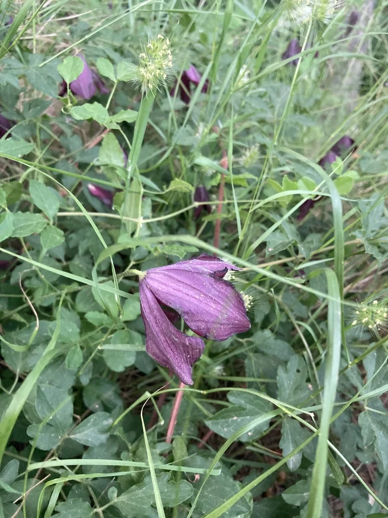 Clematis Viticella