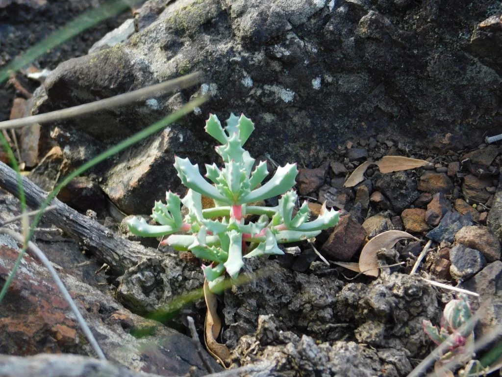 Oscularia Deltoides
