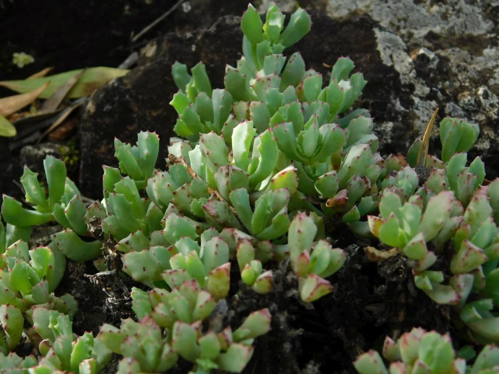 Oscularia Deltoides