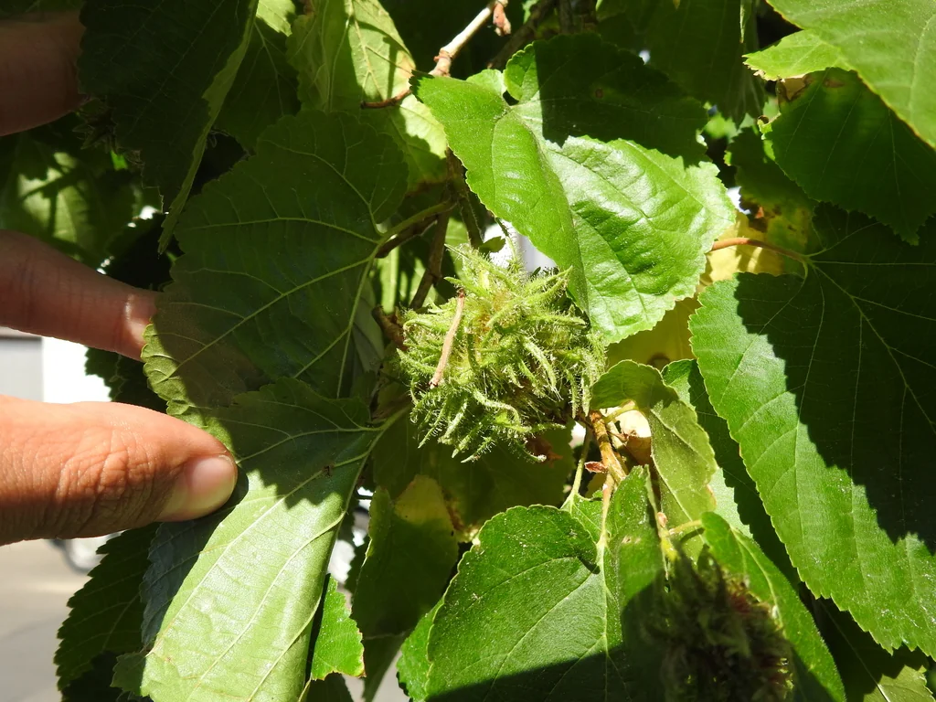 Corylus Colurna