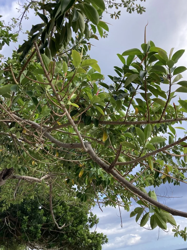 Ficus elastica