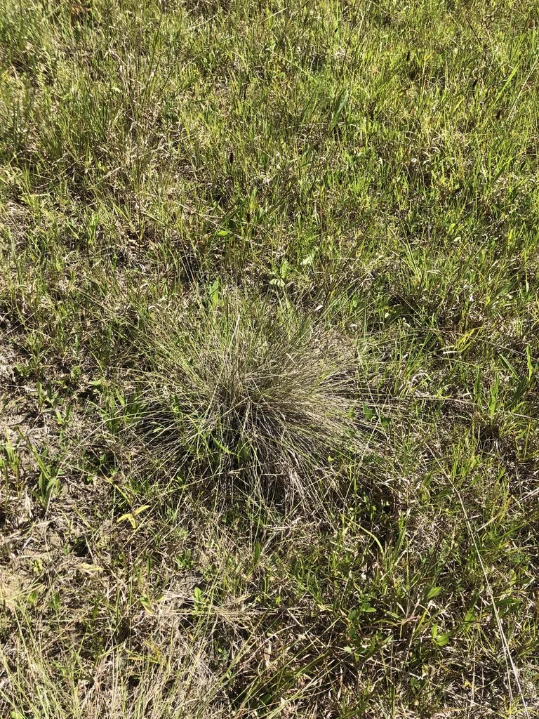 Muhlenbergia capillaris