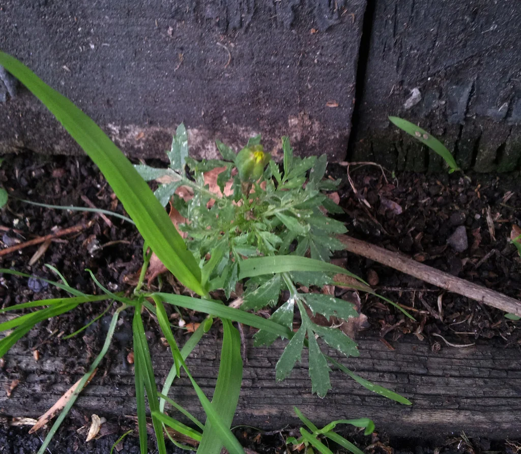 Tagetes Erecta