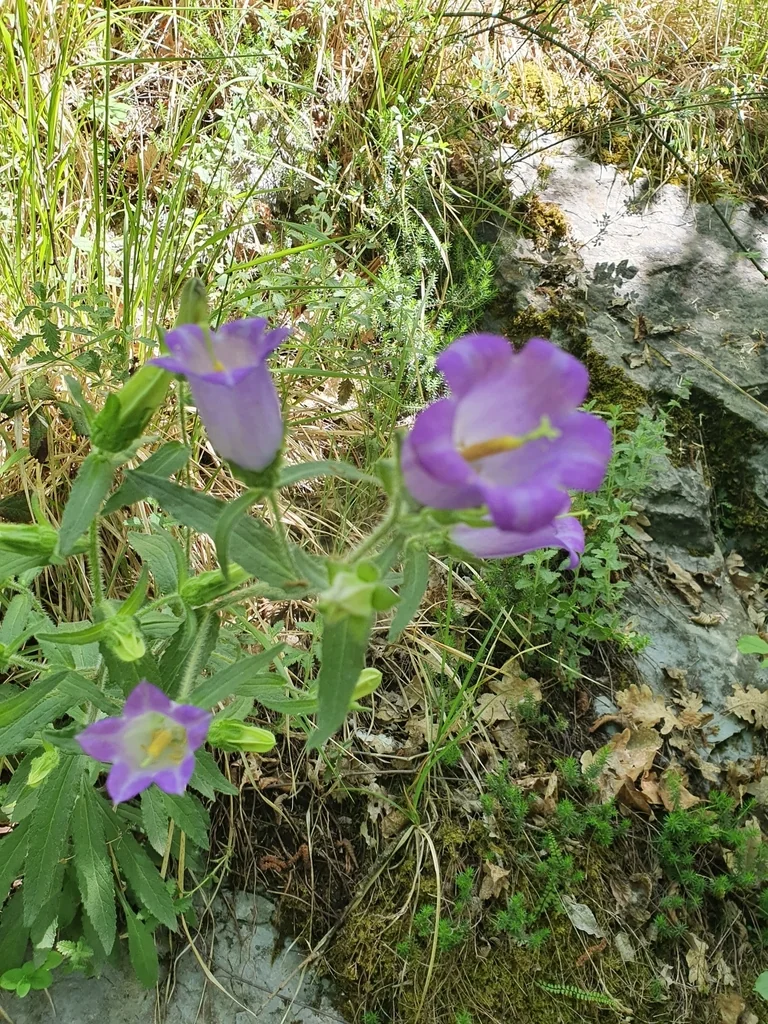 Campanula Medium