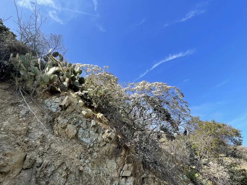 Eriogonum Giganteum