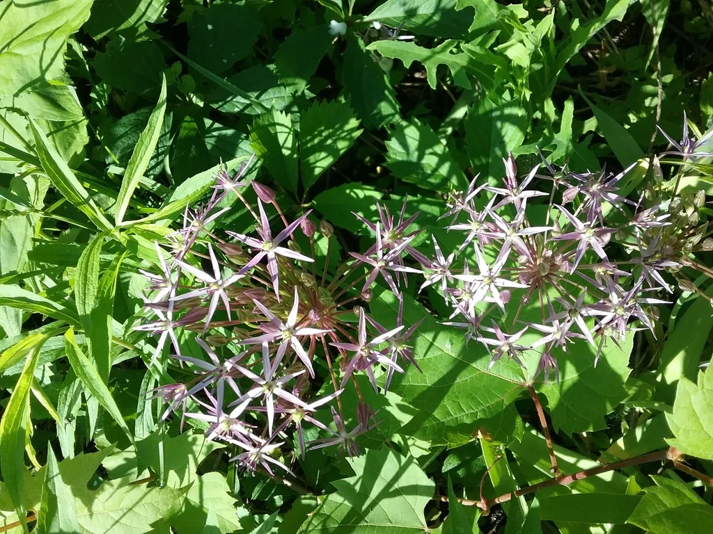 Allium Cristophii