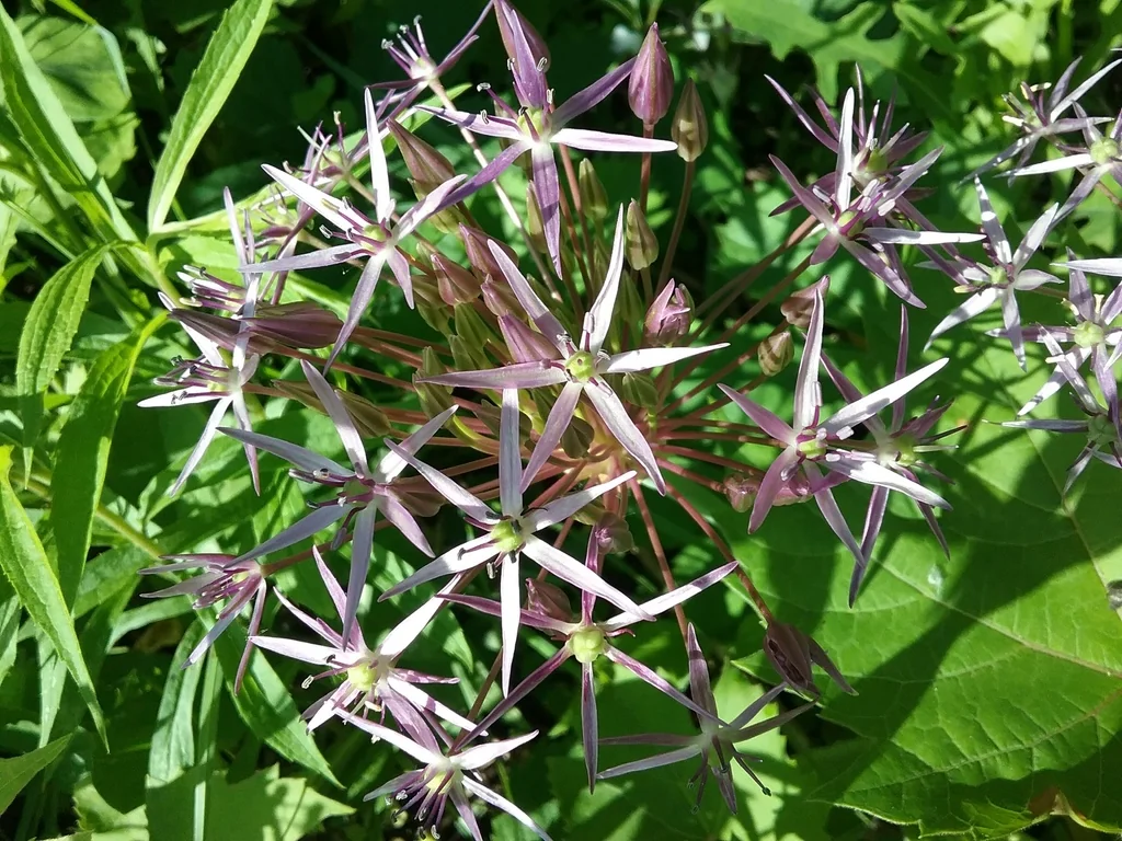 Allium Cristophii