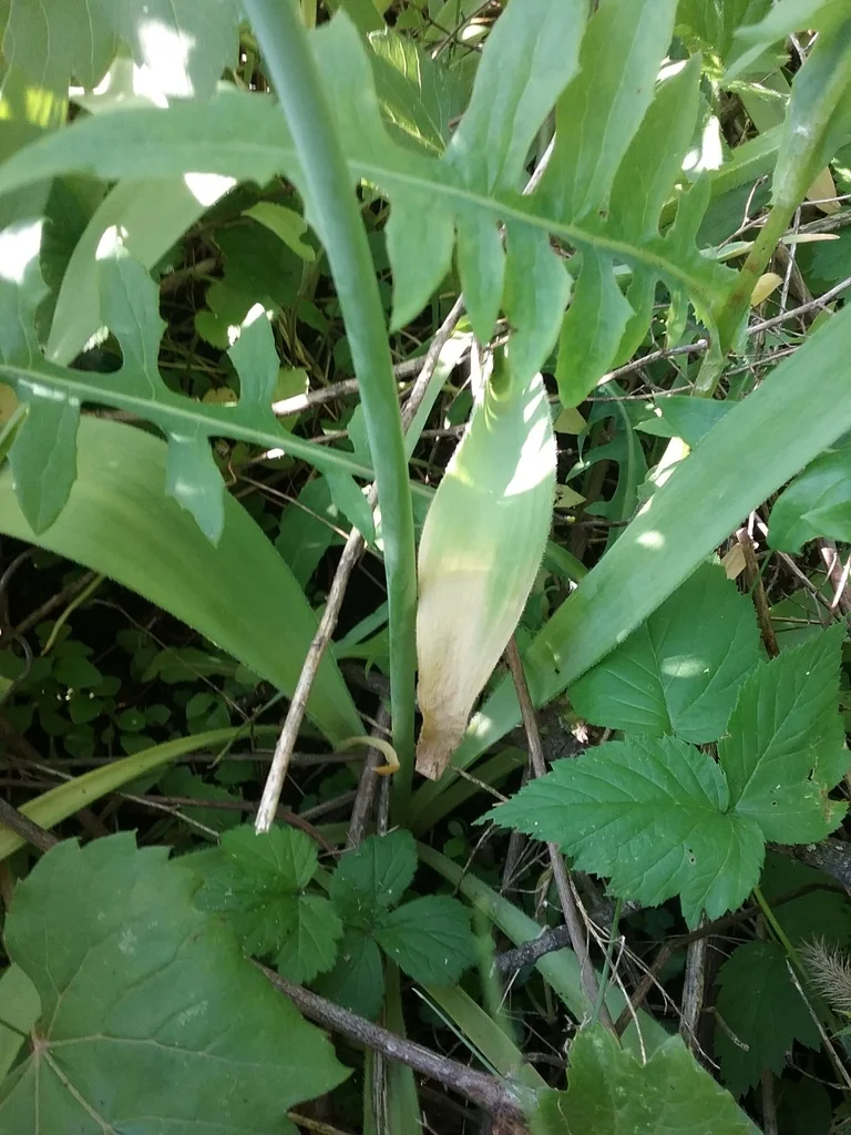 Allium Cristophii