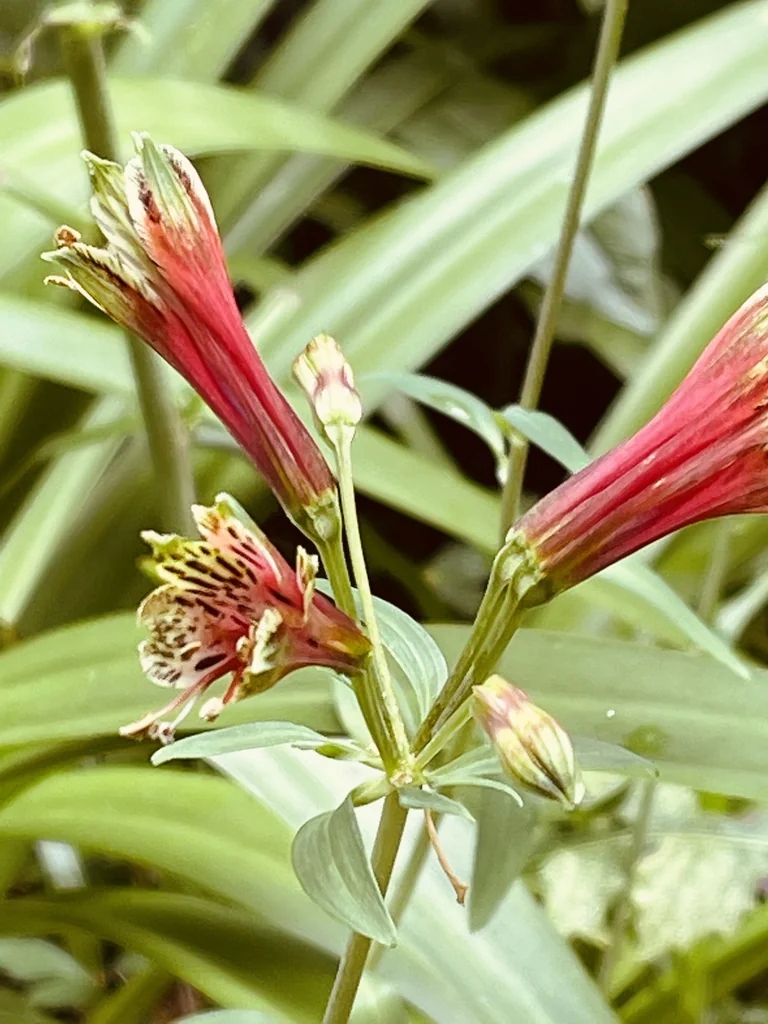 Alstroemeria Psittacina