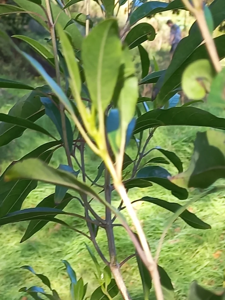 Nuxia Floribunda