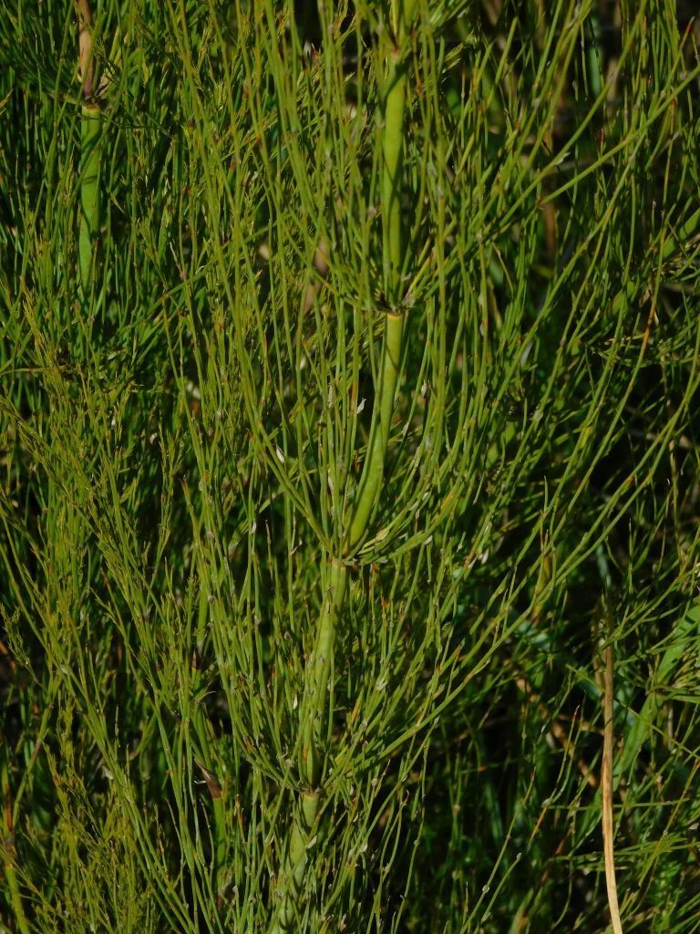 Elegia Capensis