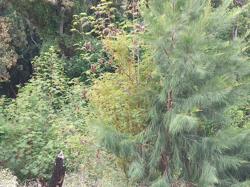 Casuarina Cunninghamiana