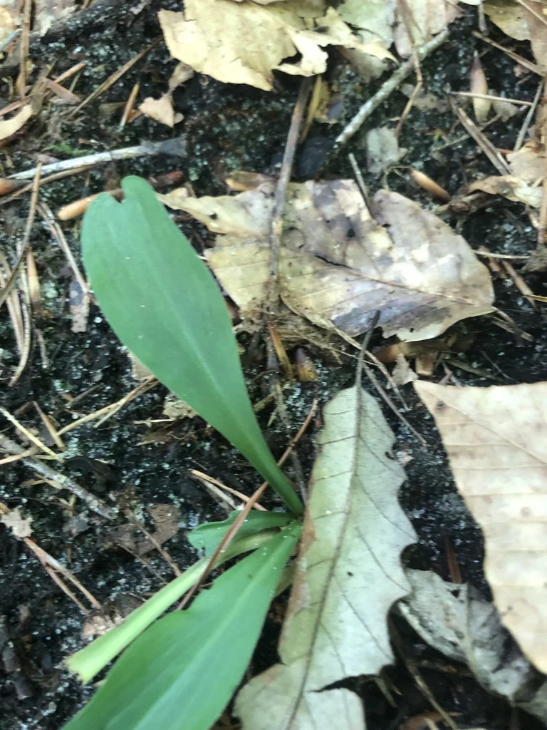 Chamaelirium Luteum