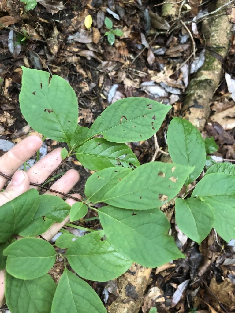 Halesia Carolina