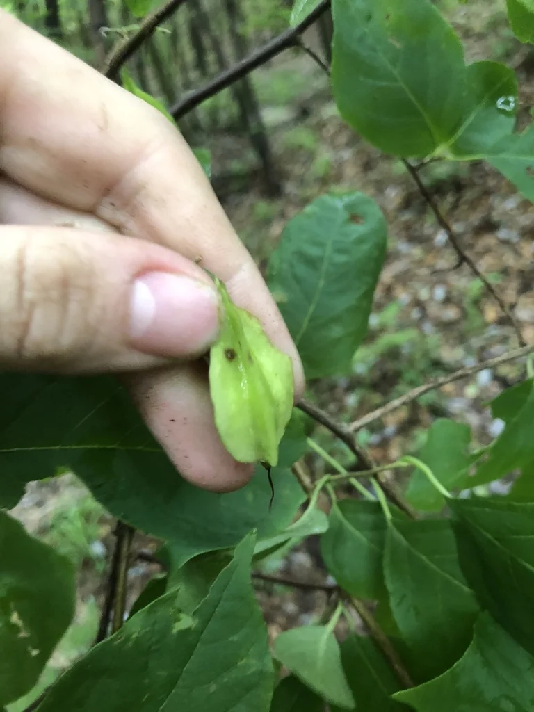 Halesia Carolina