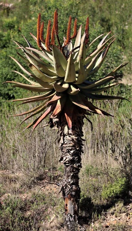 Aloe Ferox