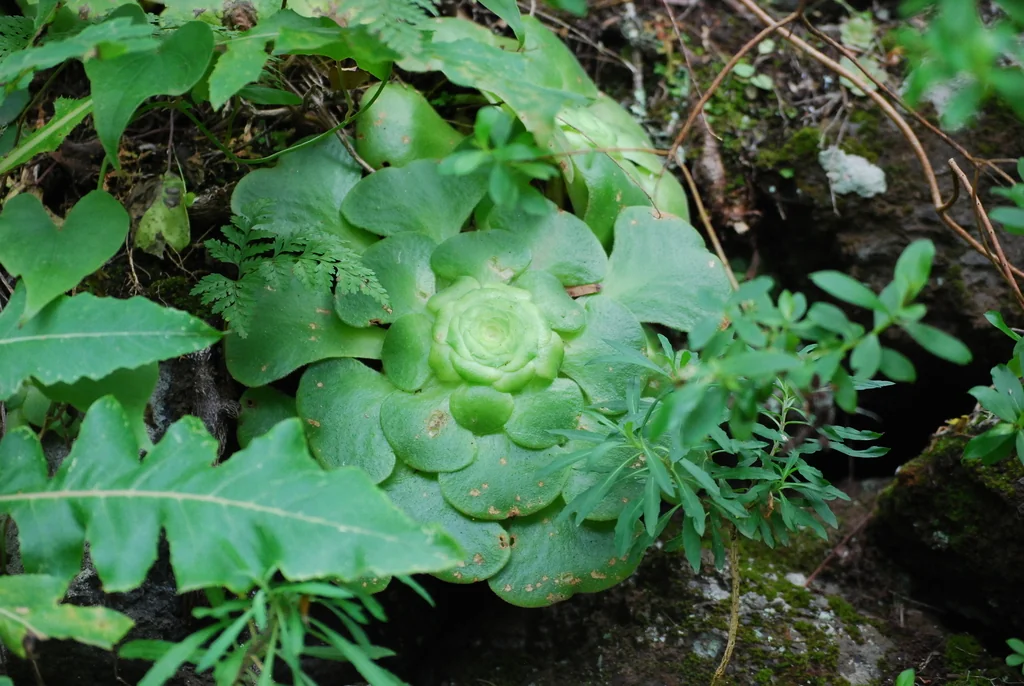 Aeonium Canariense