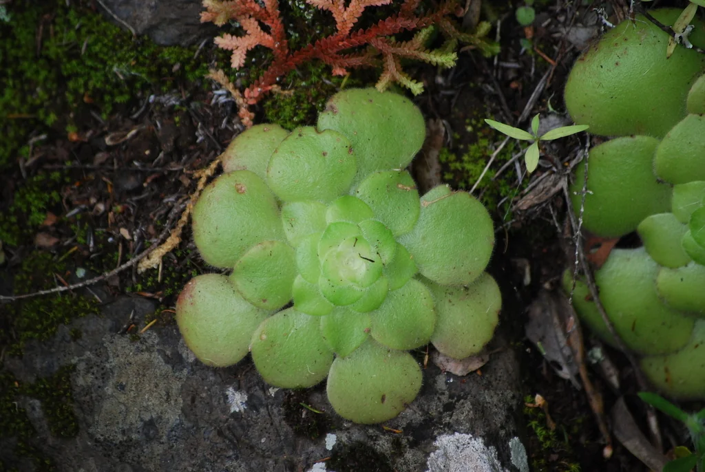 Aeonium Canariense
