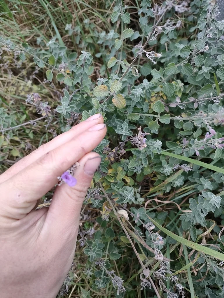 Nepeta X Faassenii