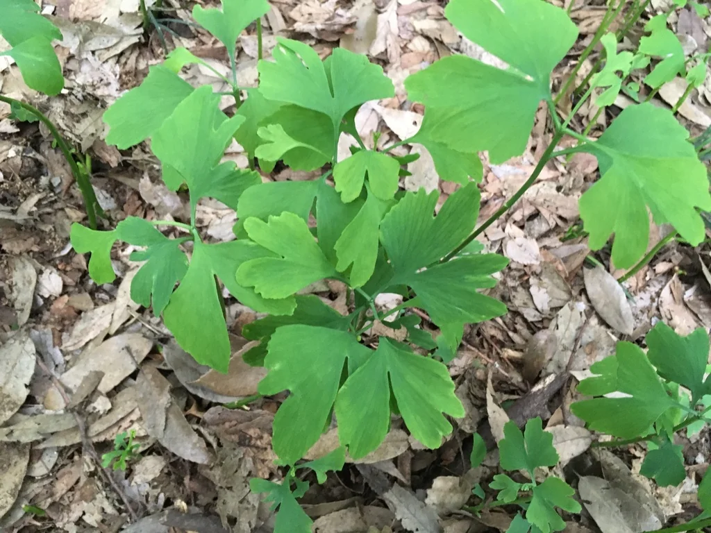 Ginkgo Biloba
