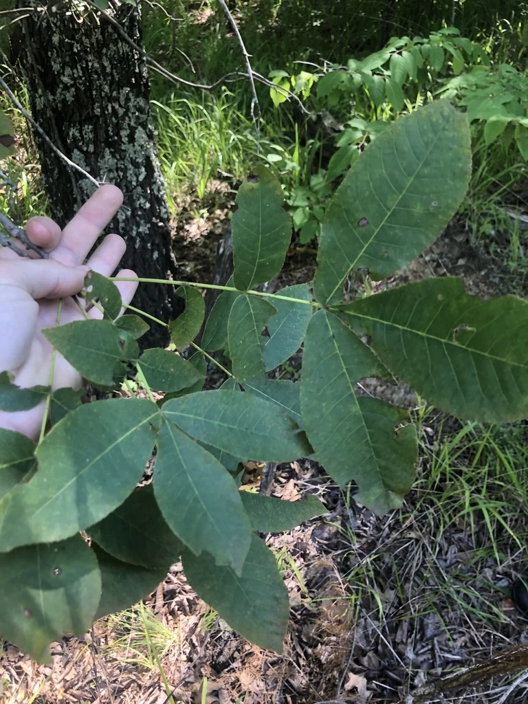 Carya Pallida
