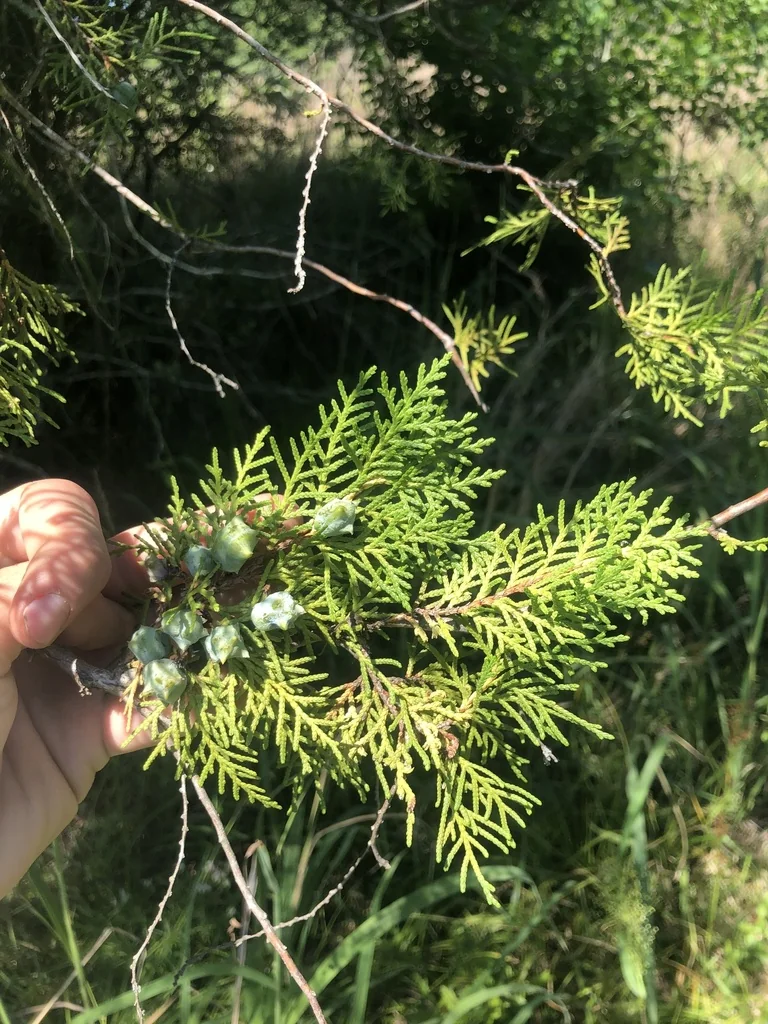 Platycladus Orientalis