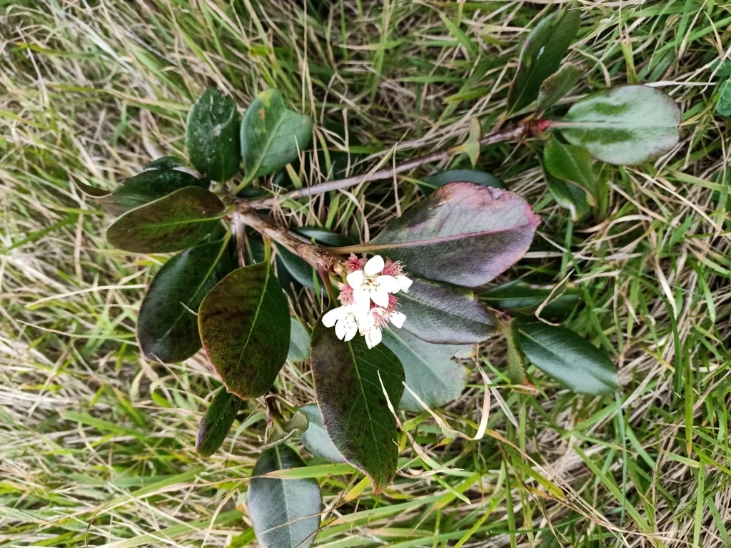 Rhaphiolepis Umbellata