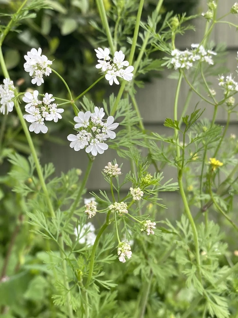 Coriandrum Sativum