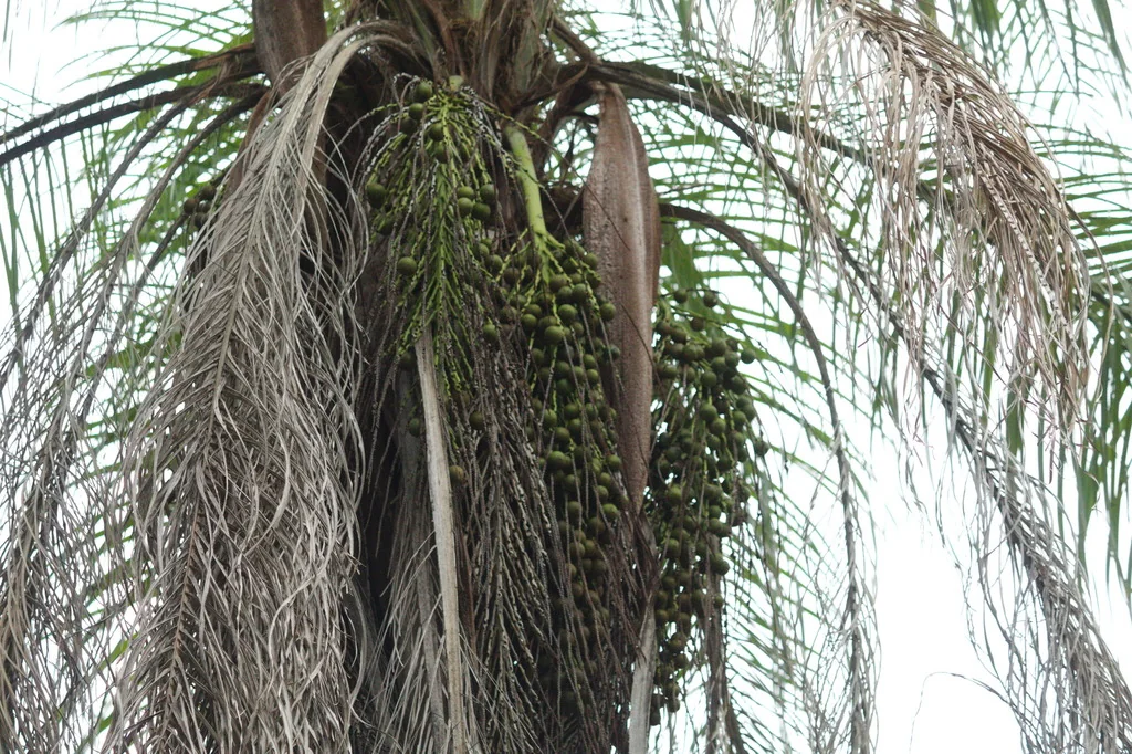Acrocomia Totai