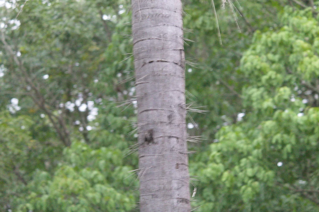 Acrocomia Totai