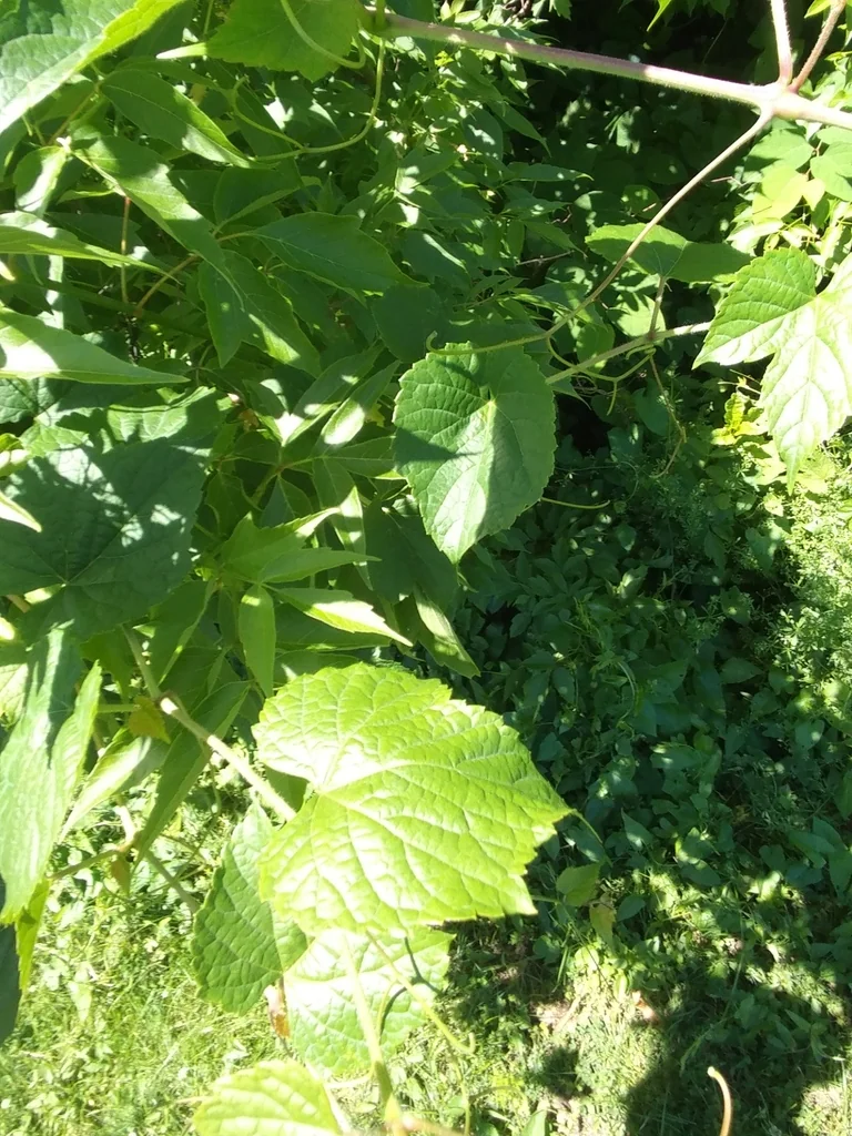 Ampelopsis Brevipedunculata