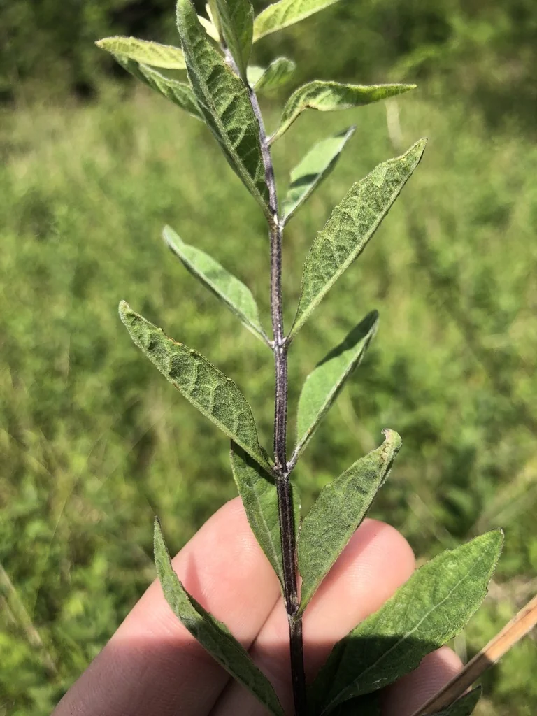 Salvia Azurea Grandiflora
