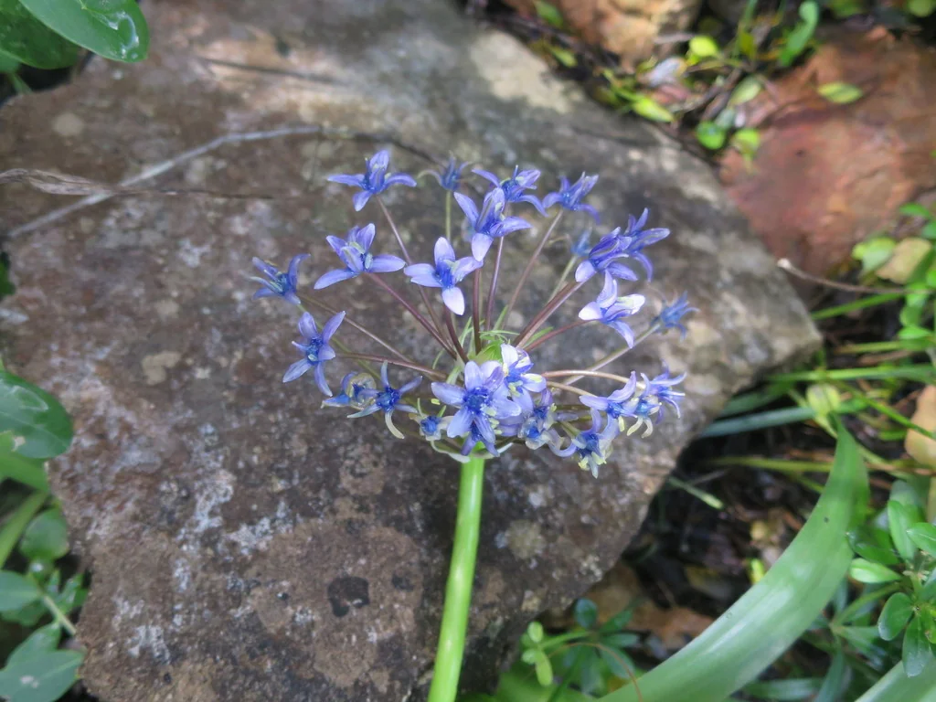 Scilla Peruviana