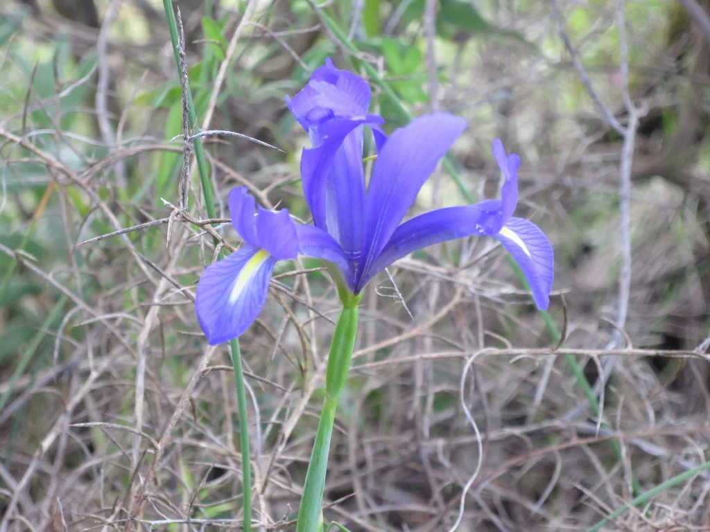 Iris Xiphium