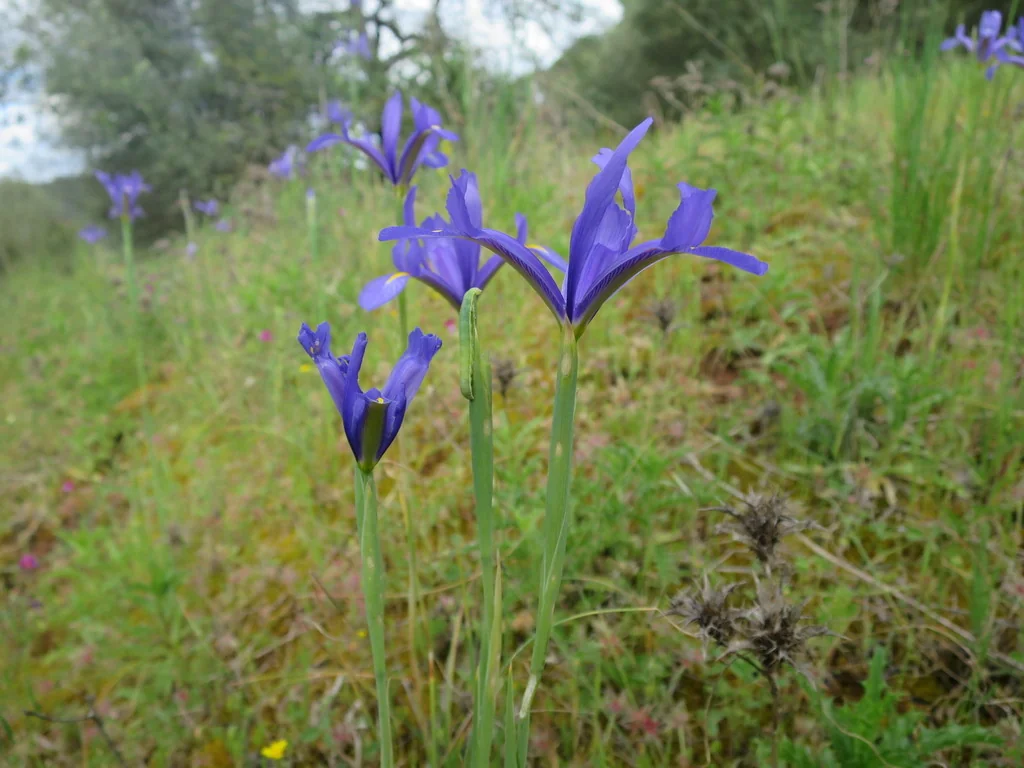 Iris Xiphium